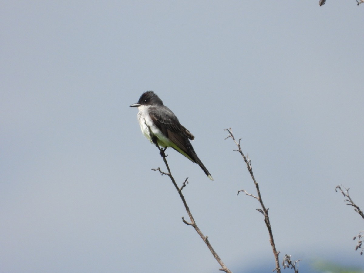 Eastern Kingbird - ML620629995