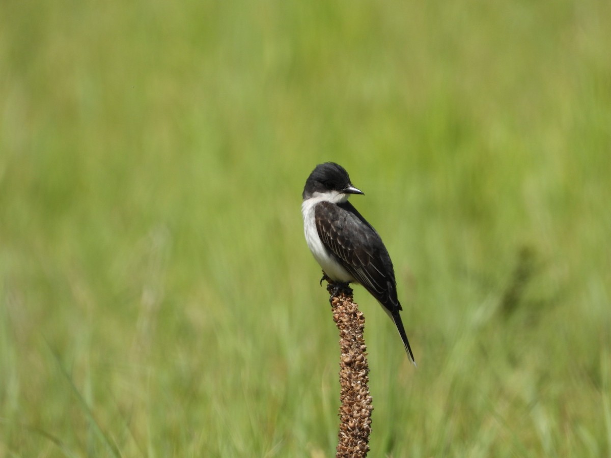 Eastern Kingbird - ML620629996