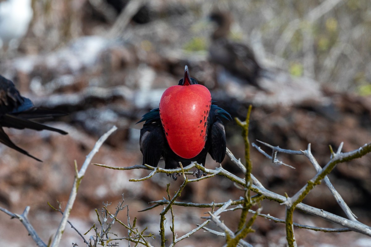 Great Frigatebird - ML620629997