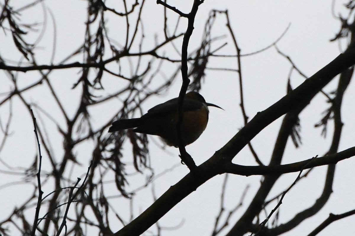 Eastern Spinebill - ML620629998