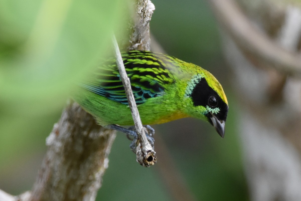 Green-and-gold Tanager - ML620630001