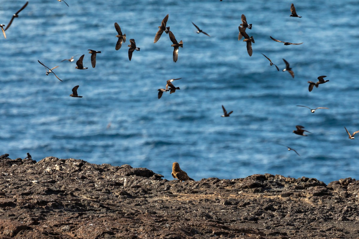 Galapagos Fırtınakırlangıcı - ML620630002