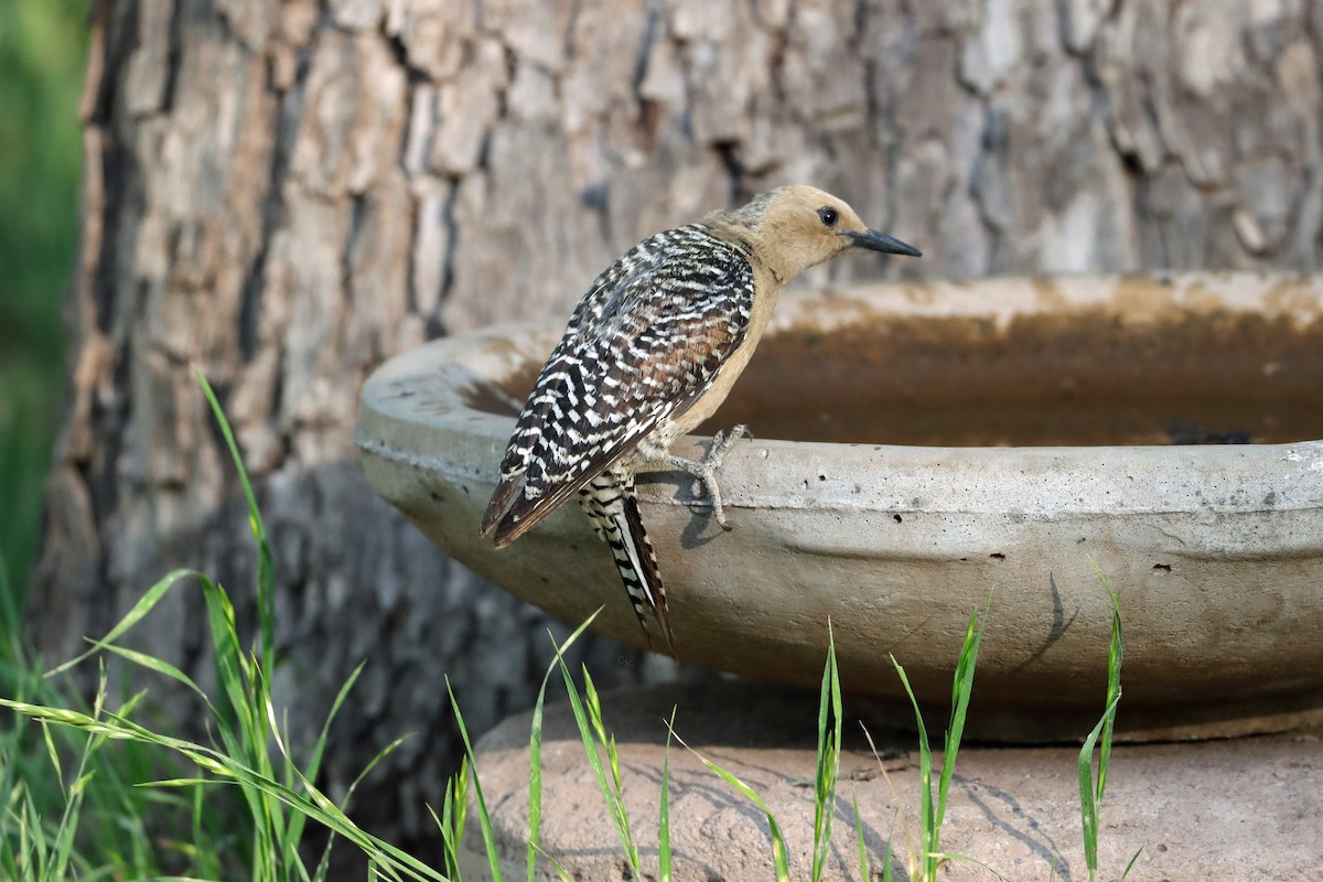 Gila Woodpecker - ML620630003