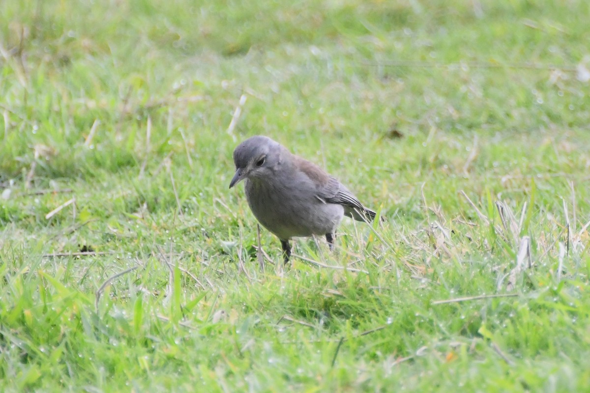 Gray Shrikethrush - ML620630006