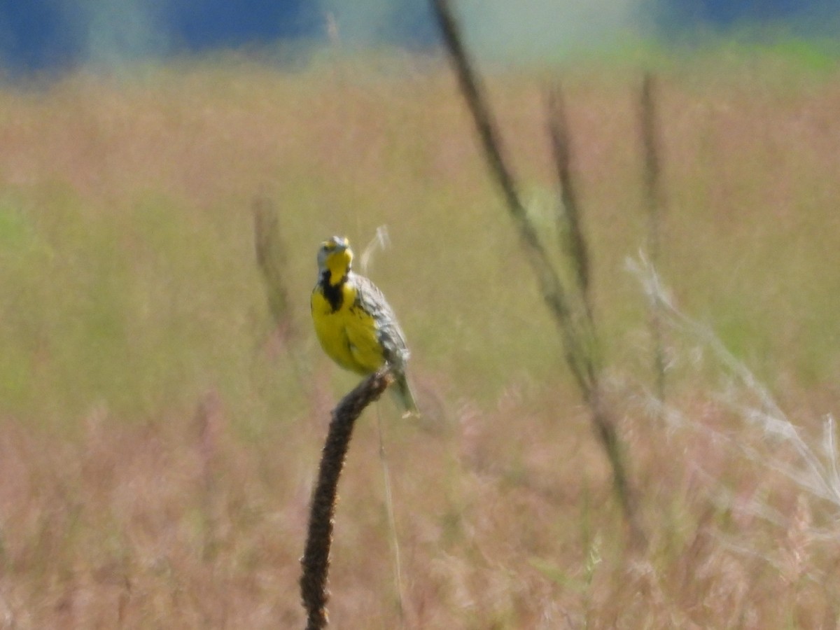 Western Meadowlark - ML620630007