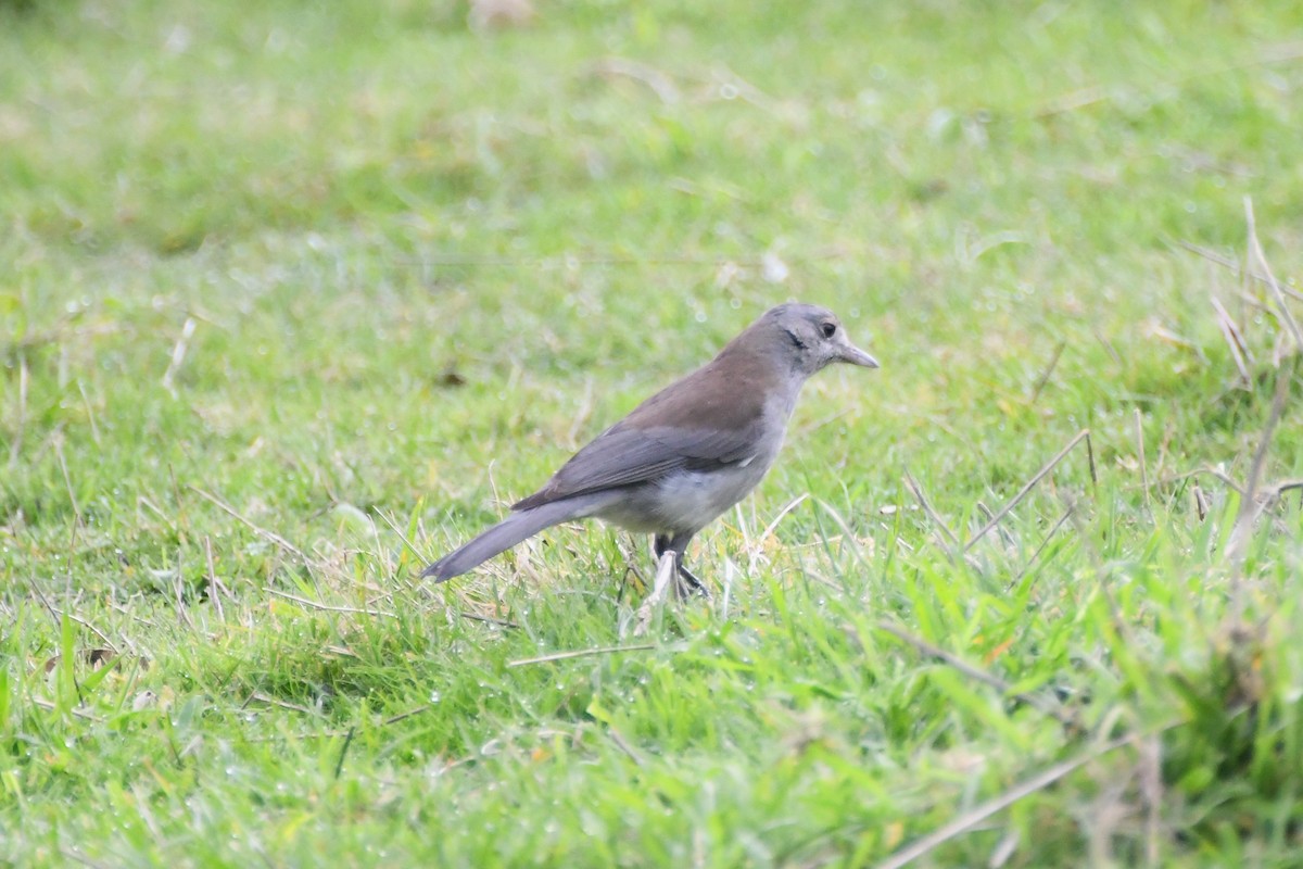 Gray Shrikethrush - ML620630008