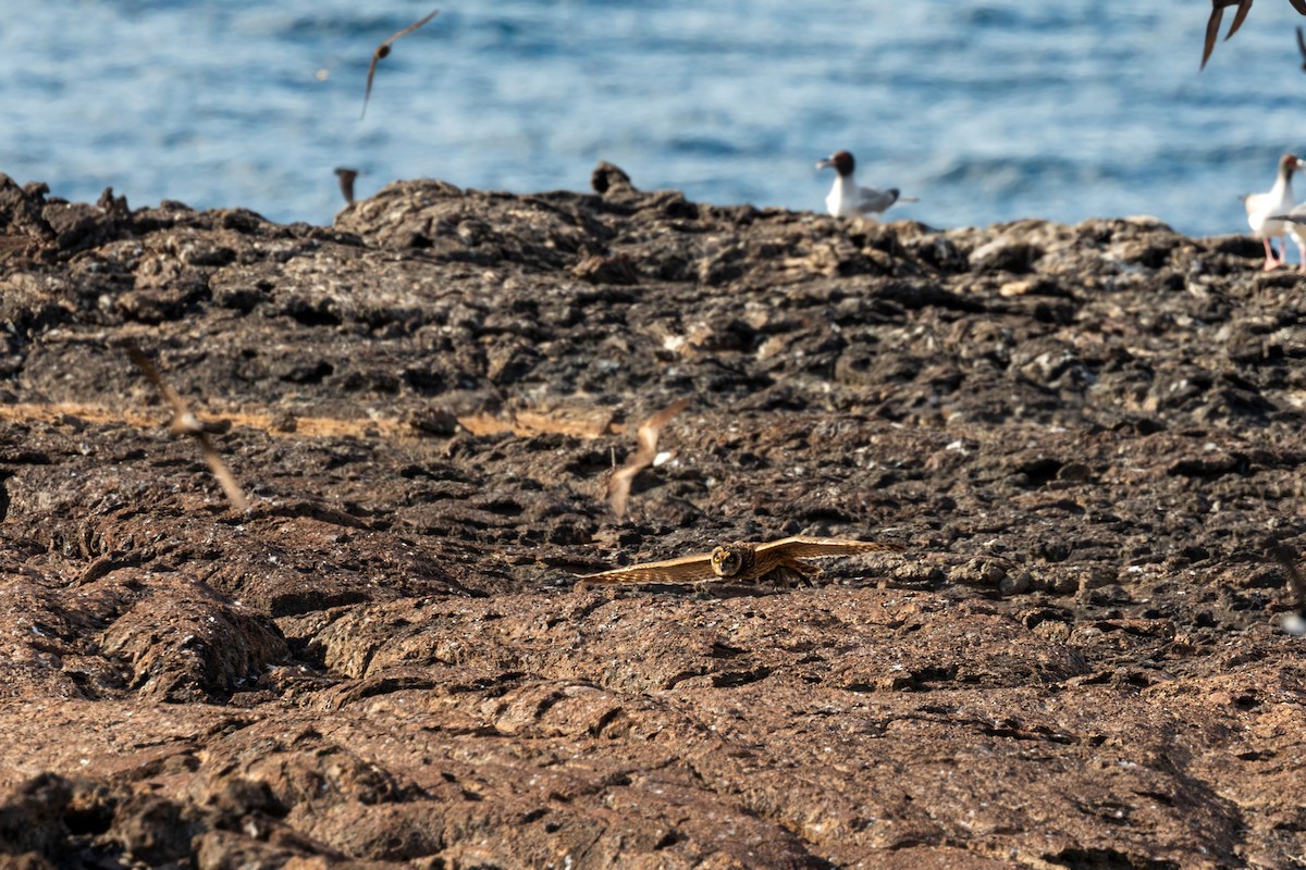 Short-eared Owl (Galapagos) - ML620630009