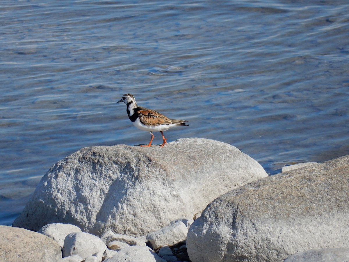 Ruddy Turnstone - ML620630010