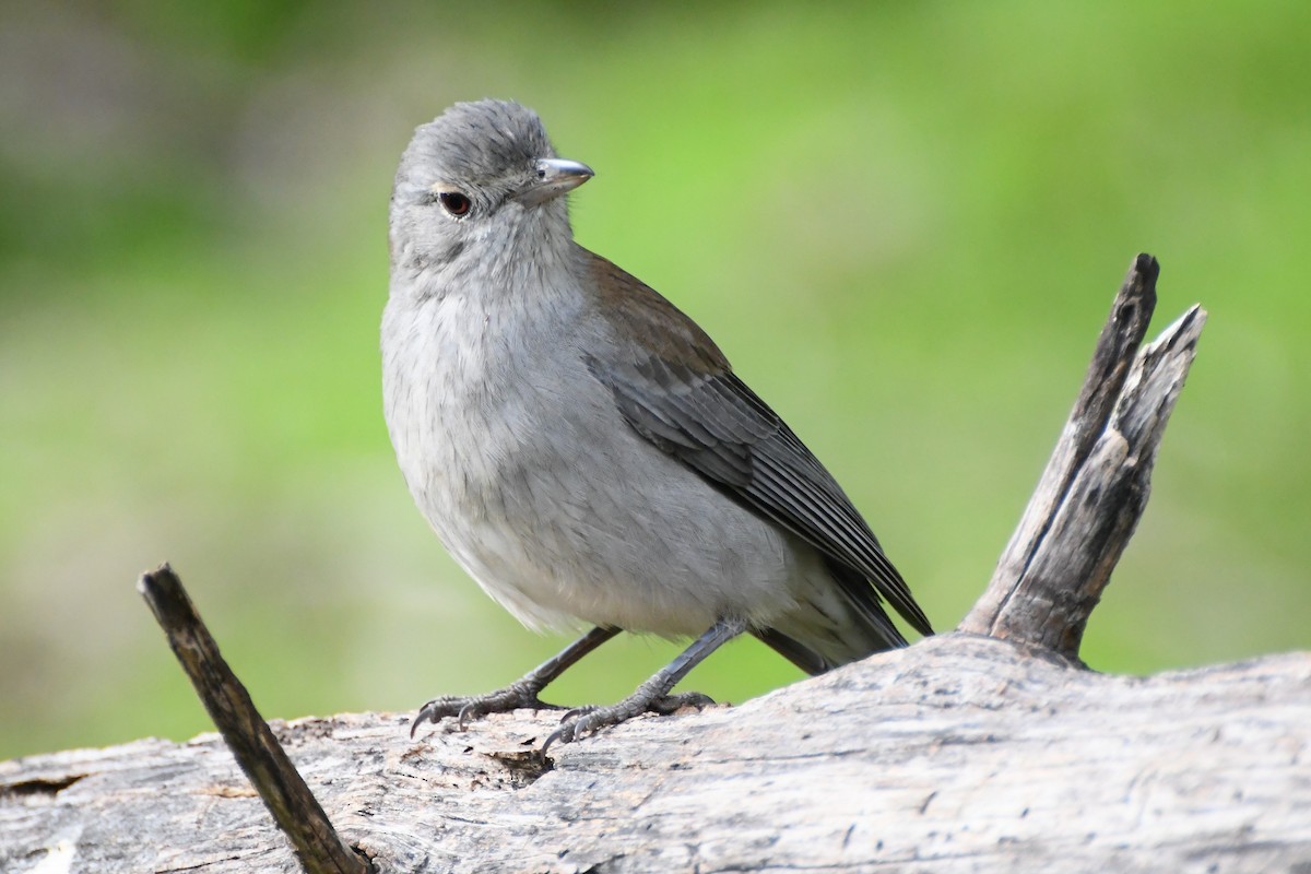 Gray Shrikethrush - ML620630011