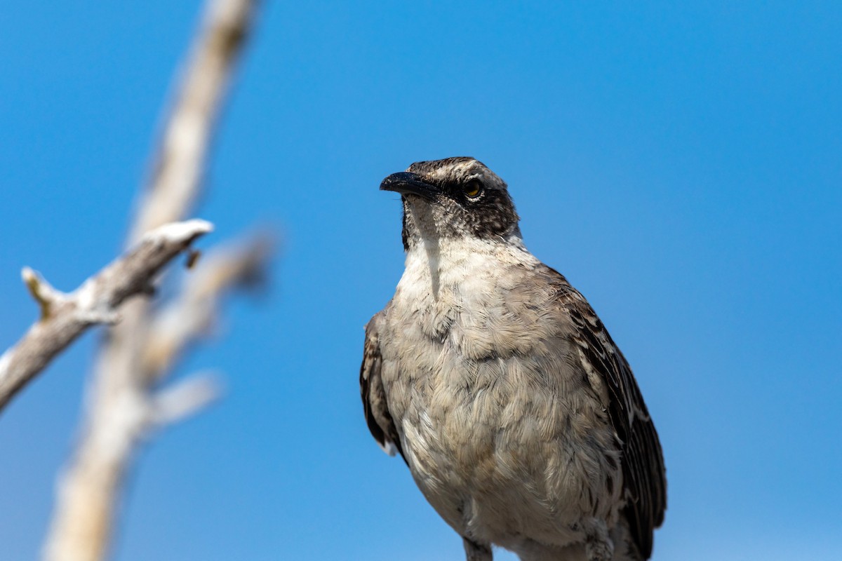 Galapagos Mockingbird - ML620630014