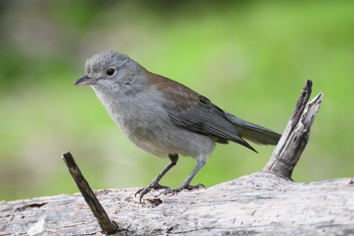 Gray Shrikethrush - ML620630015