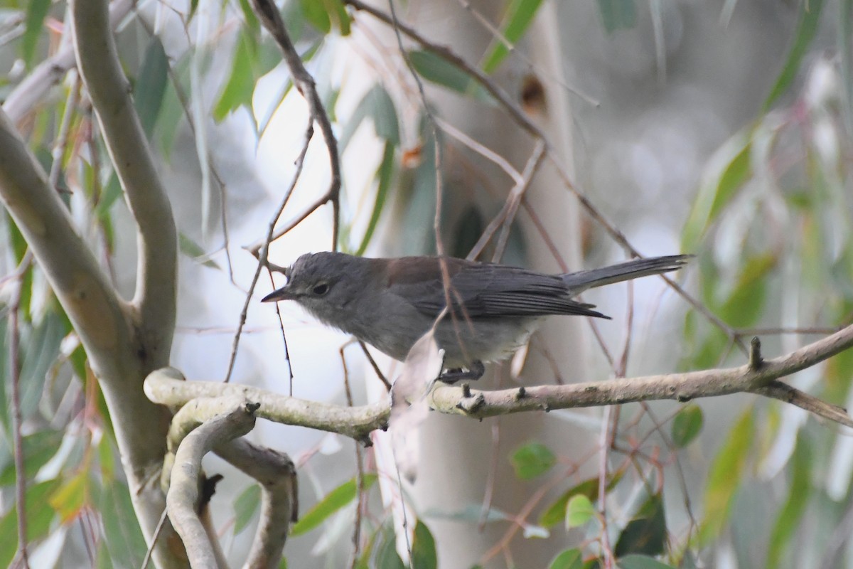 Gray Shrikethrush - ML620630016