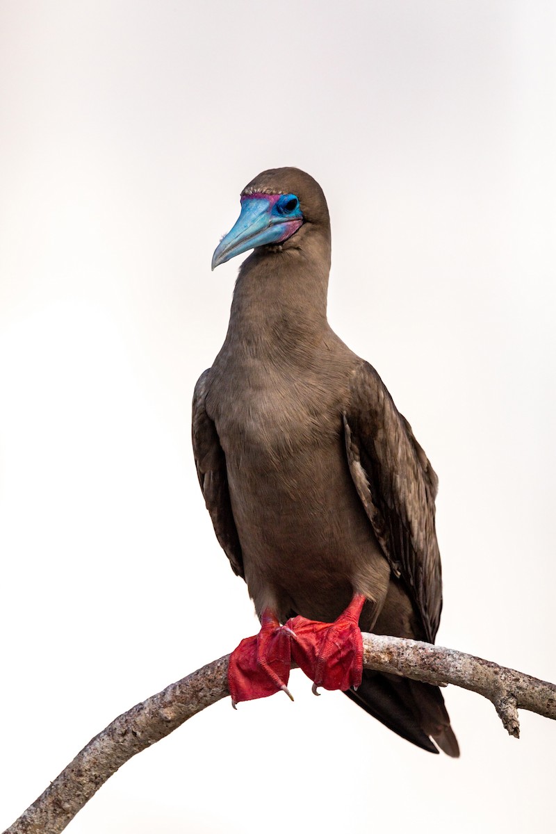 Red-footed Booby - ML620630019