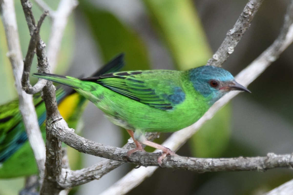 Blue Dacnis - ML620630023