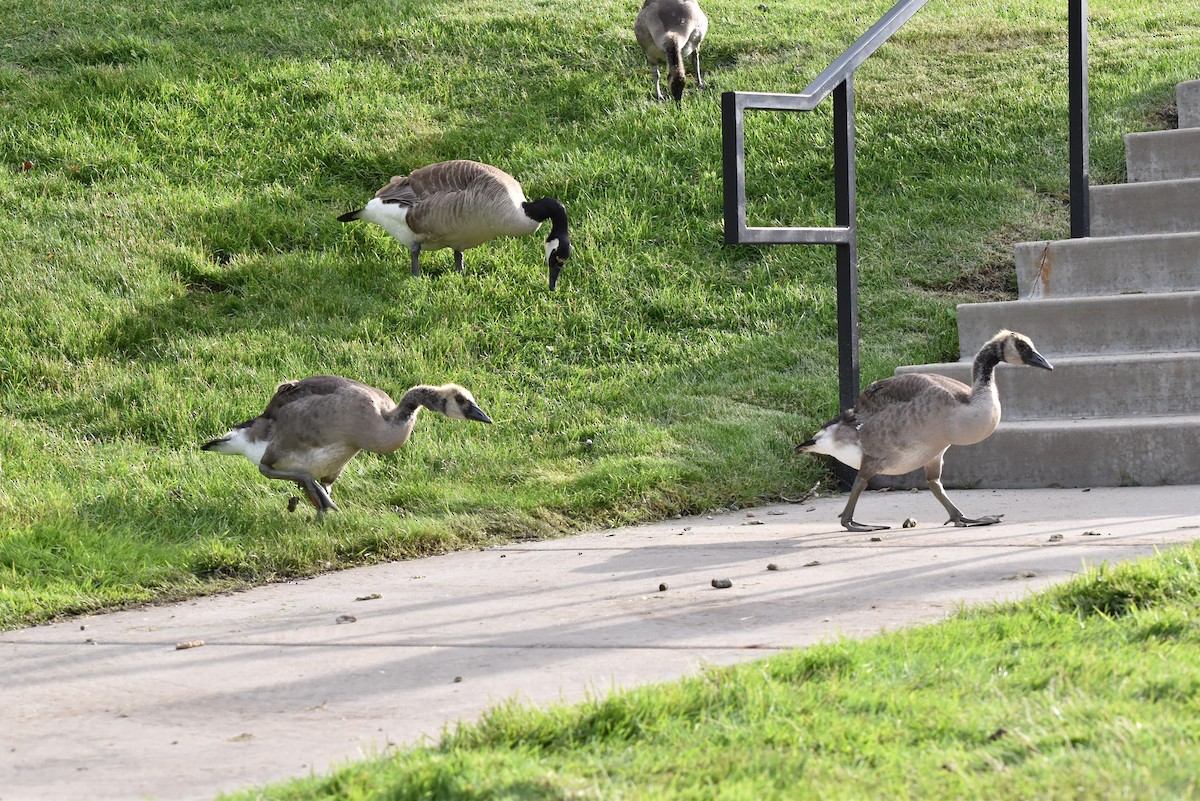 Canada Goose - Marty Hoag