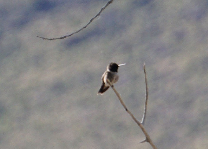 Black-chinned Hummingbird - ML620630036