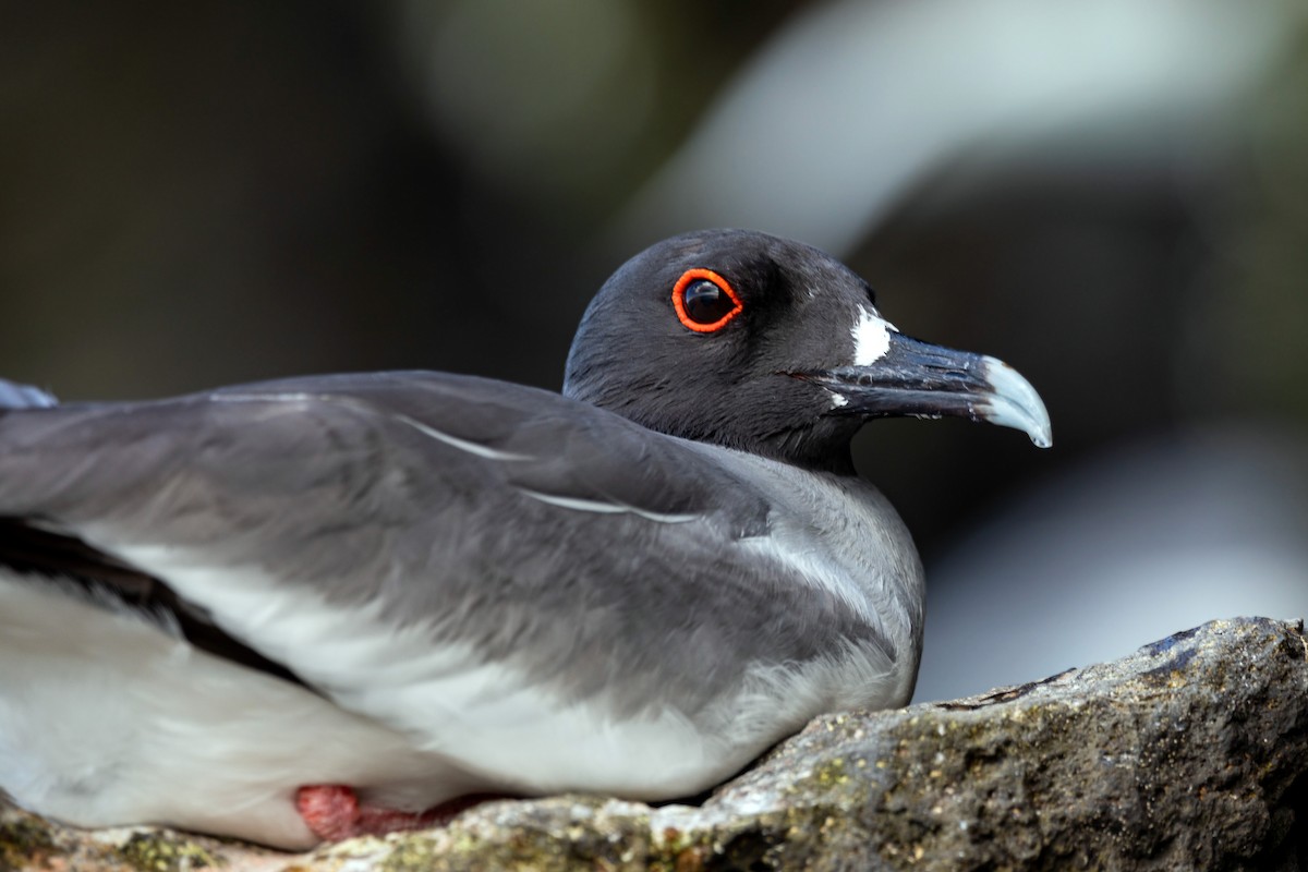 Swallow-tailed Gull - ML620630042