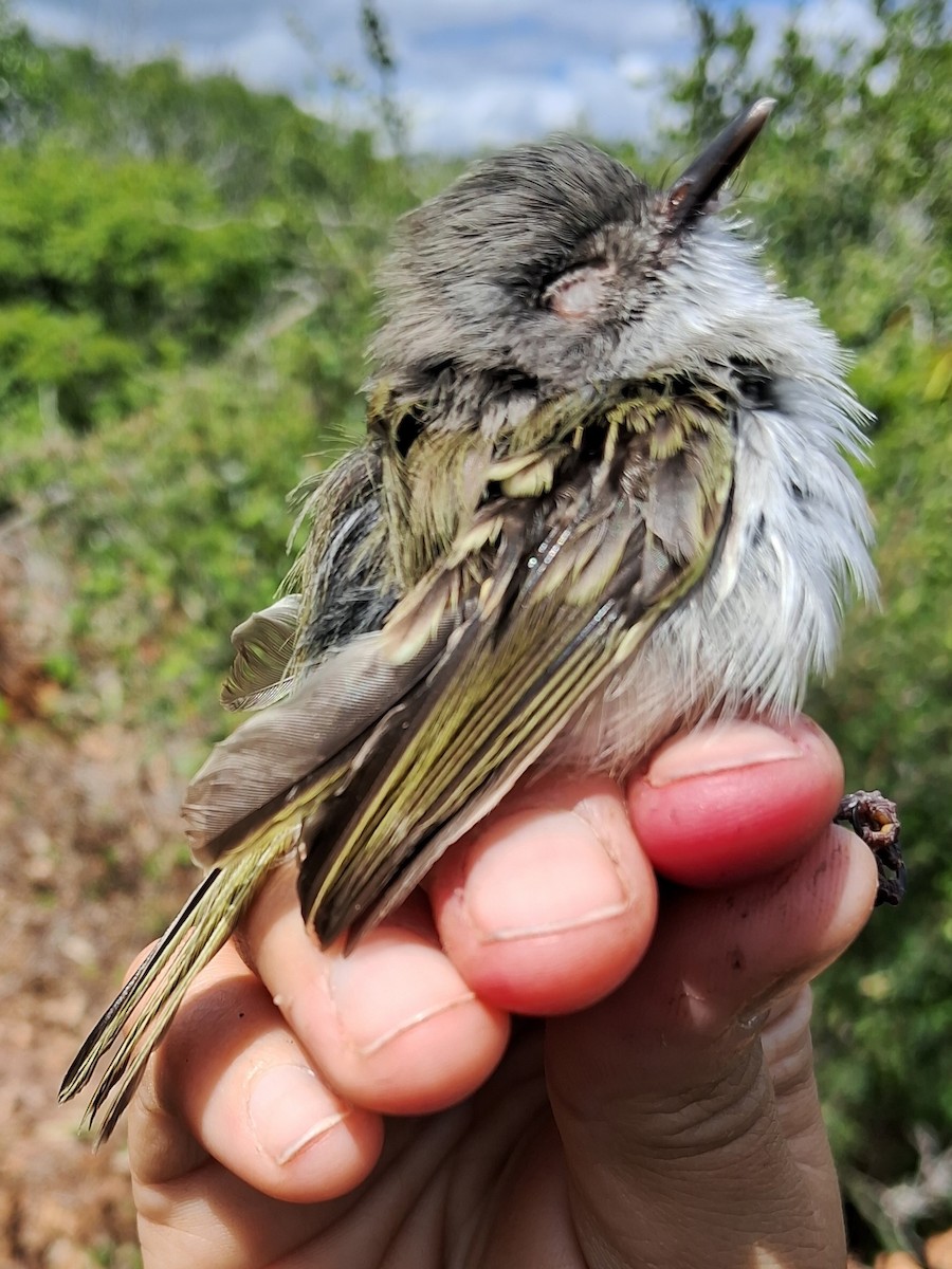 Pearly-vented Tody-Tyrant - ML620630044