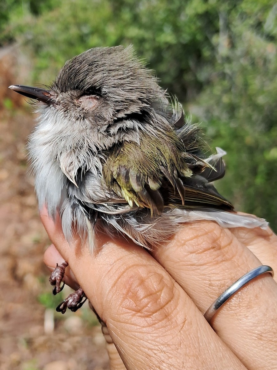 Pearly-vented Tody-Tyrant - ML620630045