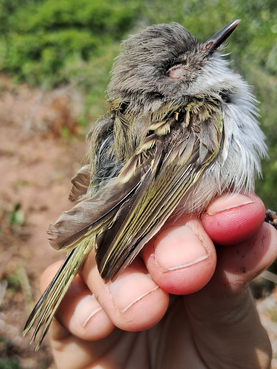 Pearly-vented Tody-Tyrant - ML620630046