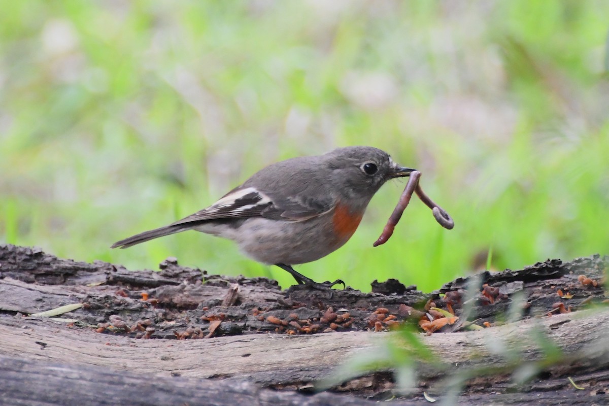 Scarlet Robin (Scarlet) - ML620630047