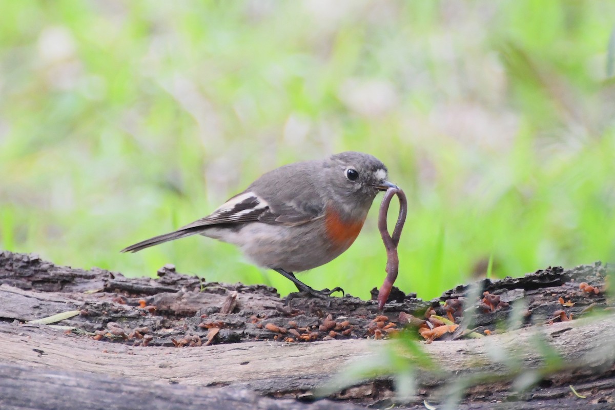 Scarlet Robin (Scarlet) - ML620630048