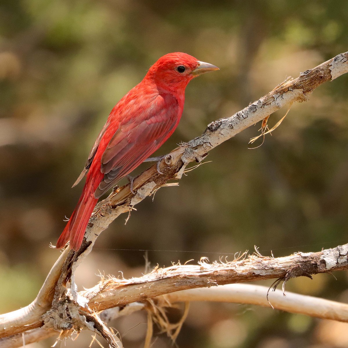 Summer Tanager - ML620630051