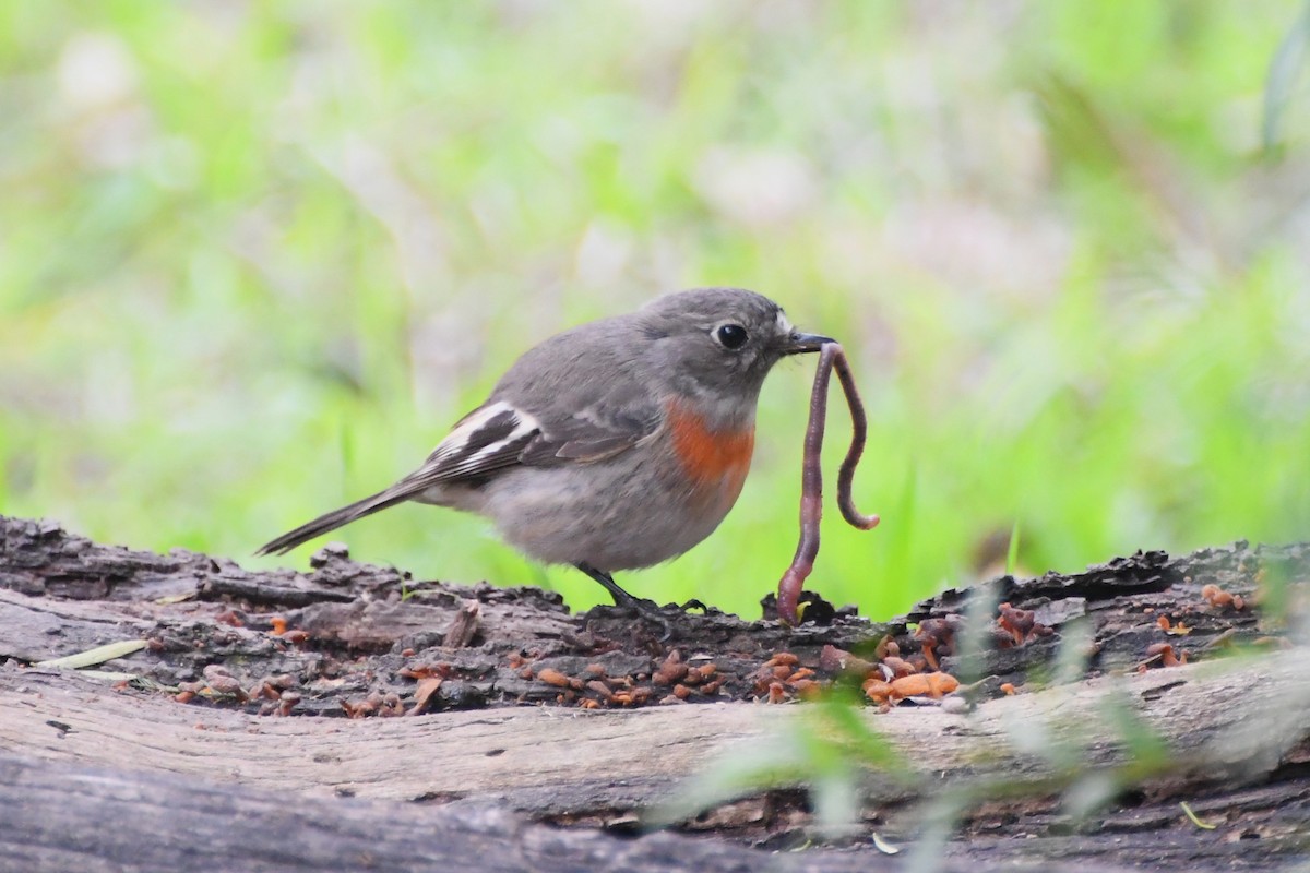 Scarlet Robin (Scarlet) - ML620630053