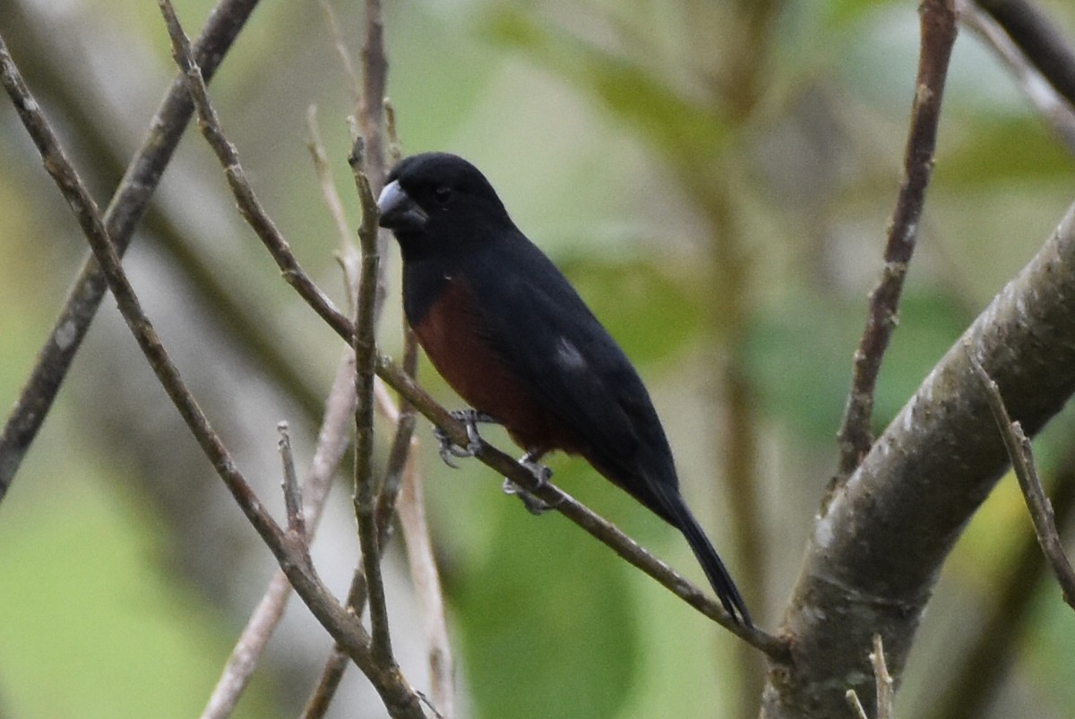 Chestnut-bellied Seed-Finch - ML620630054