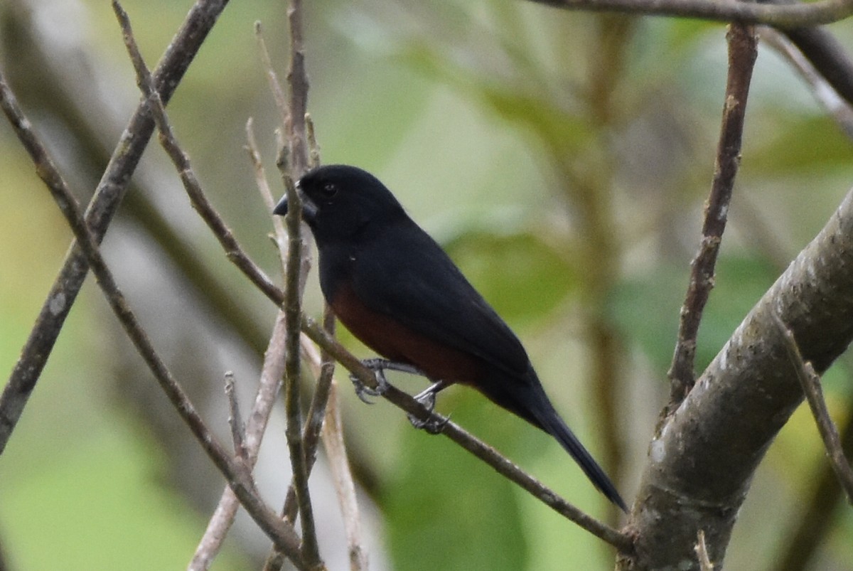 Chestnut-bellied Seed-Finch - ML620630055