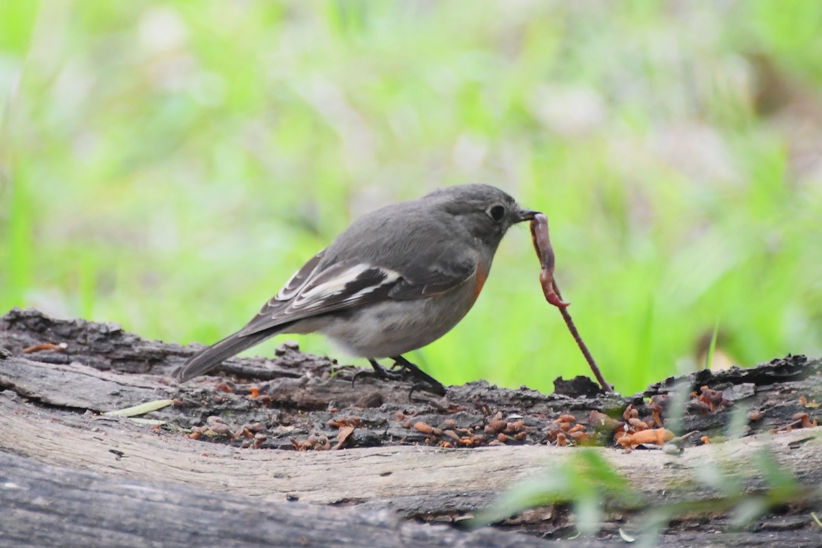 Scarlet Robin (Scarlet) - ML620630057