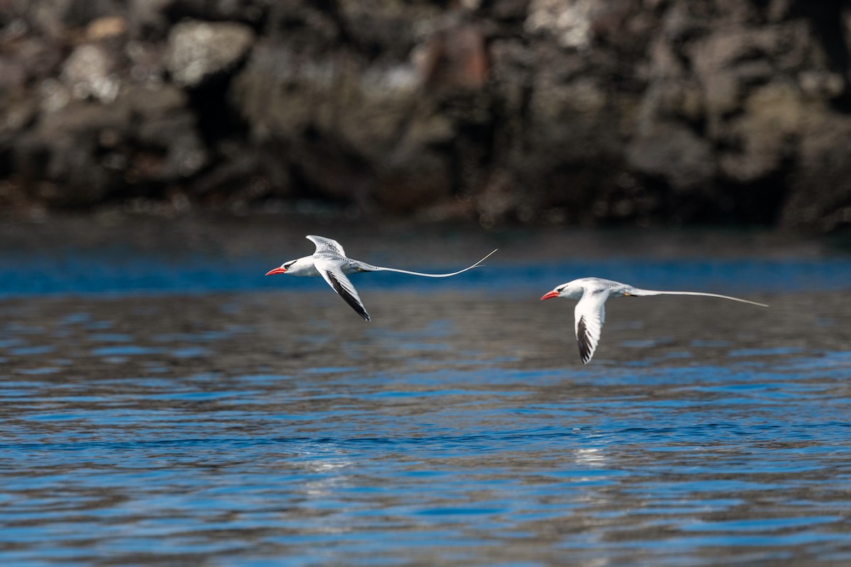 Red-billed Tropicbird - ML620630060