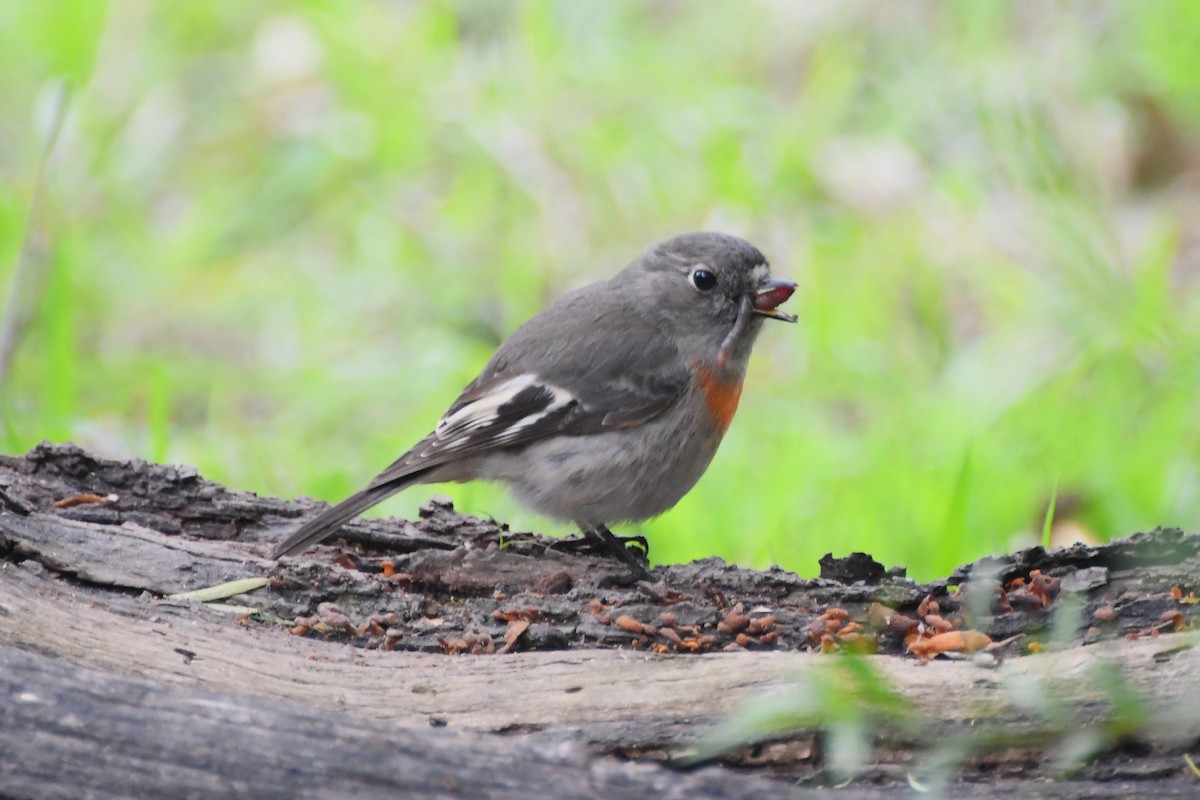 Scarlet Robin (Scarlet) - ML620630061