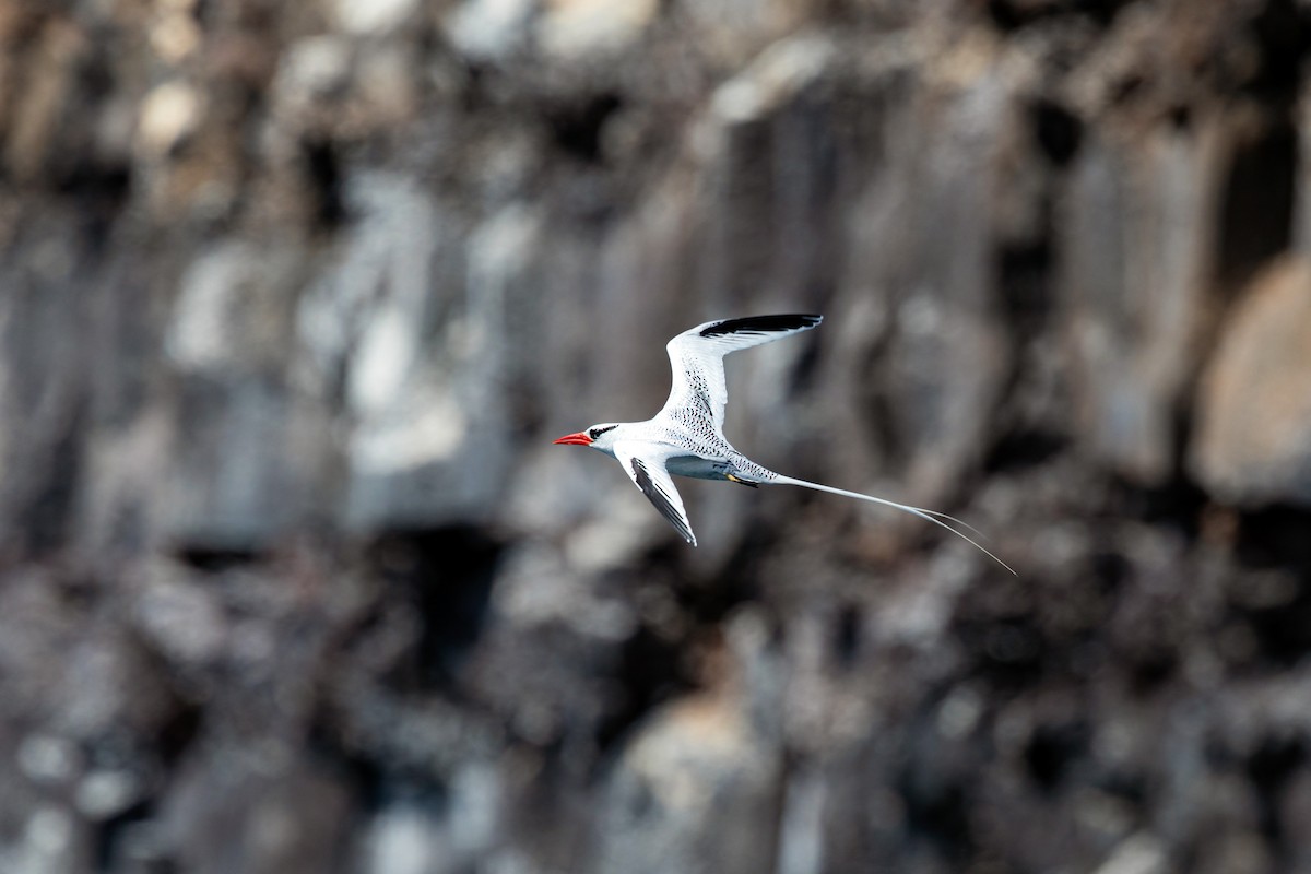 Red-billed Tropicbird - ML620630063