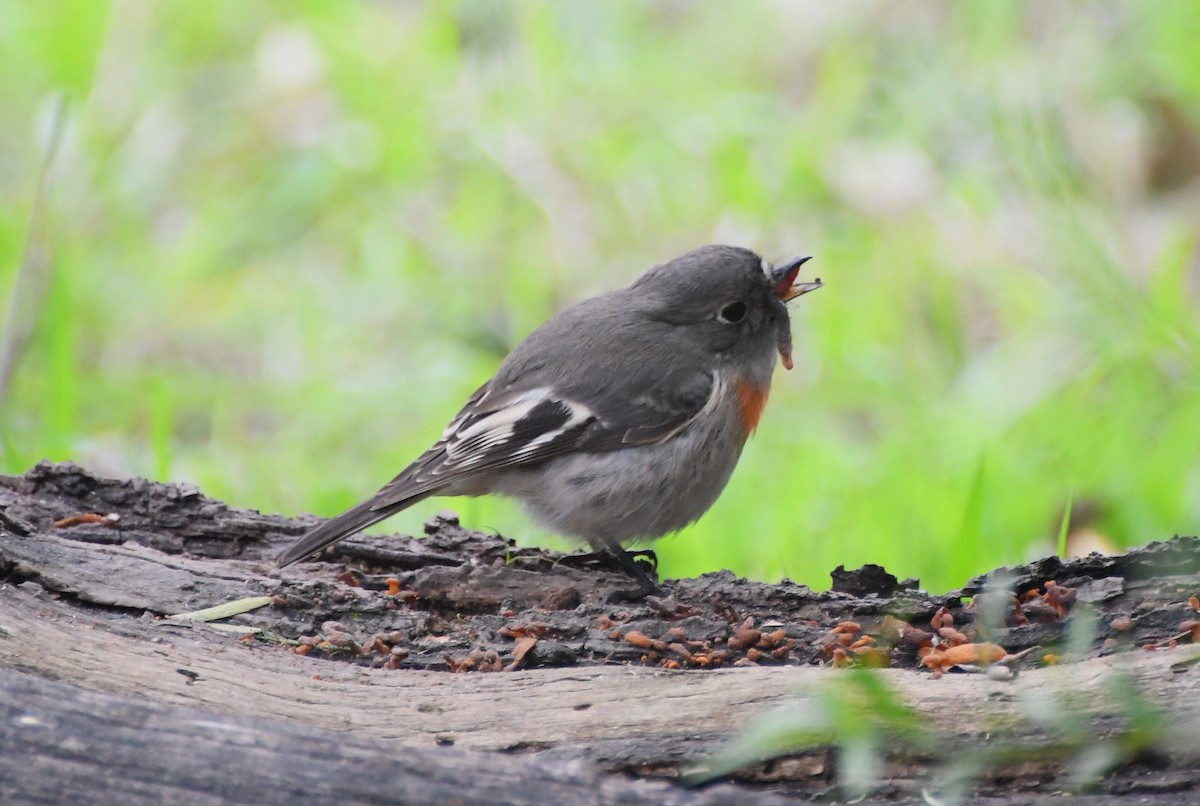 Scarlet Robin (Scarlet) - ML620630064