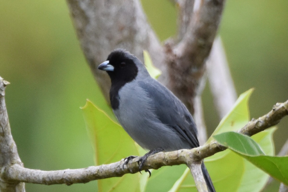 Black-faced Tanager - ML620630066