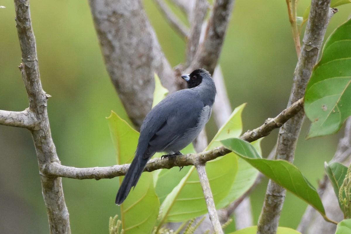 Black-faced Tanager - ML620630067