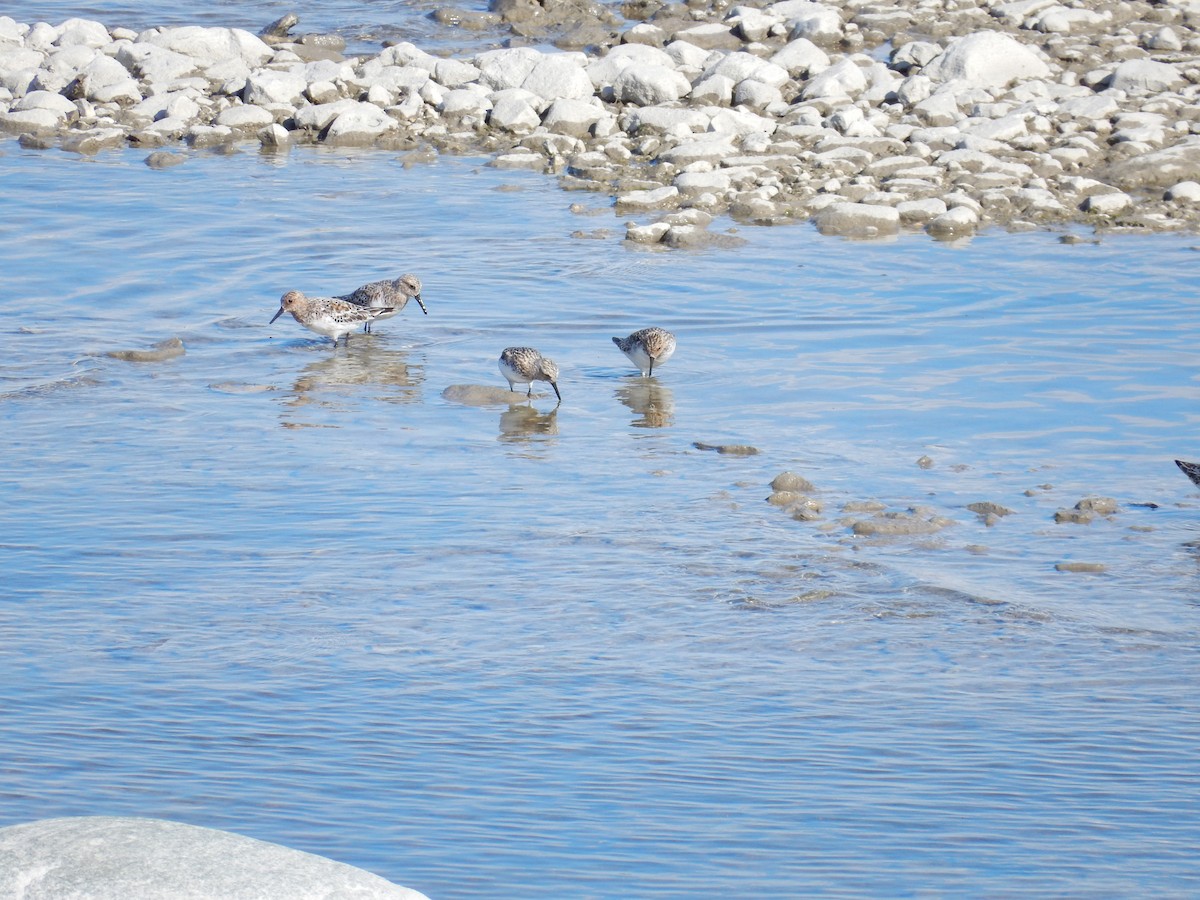 Weißbürzel-Strandläufer - ML620630070