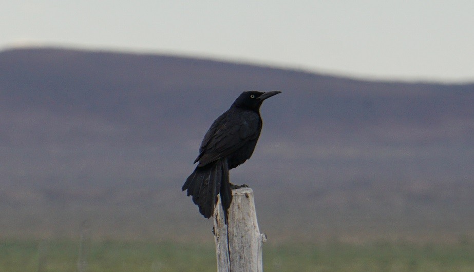 Great-tailed Grackle - ML620630071