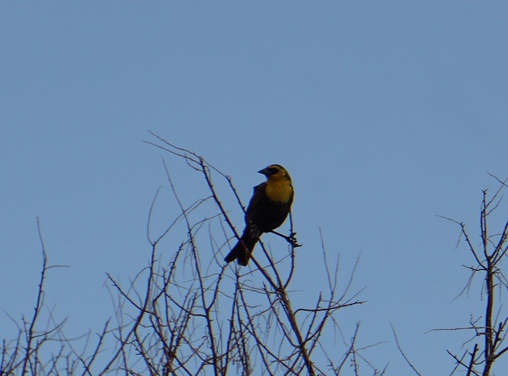 Yellow-headed Blackbird - ML620630076
