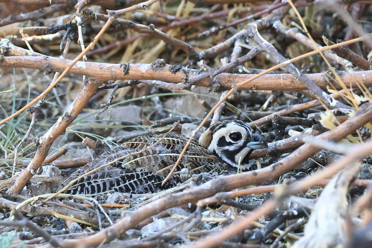 Montezuma Quail - Andrew Lee