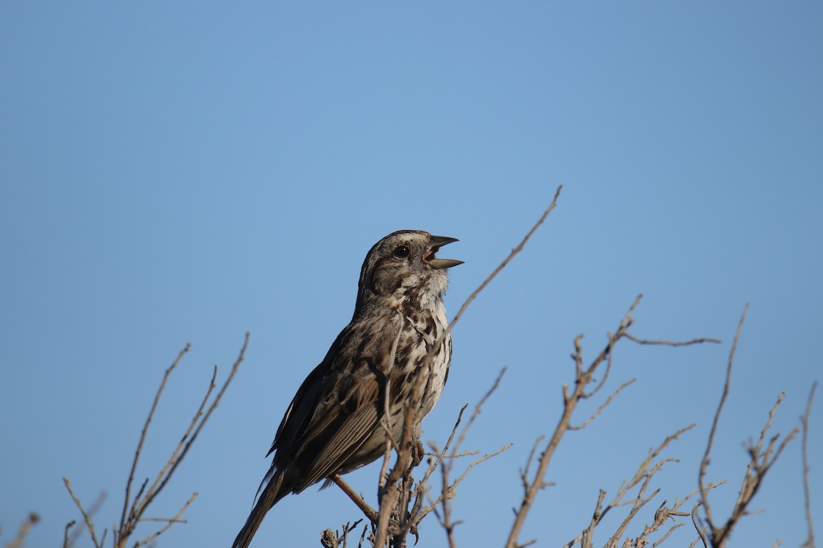 Song Sparrow - ML620630085