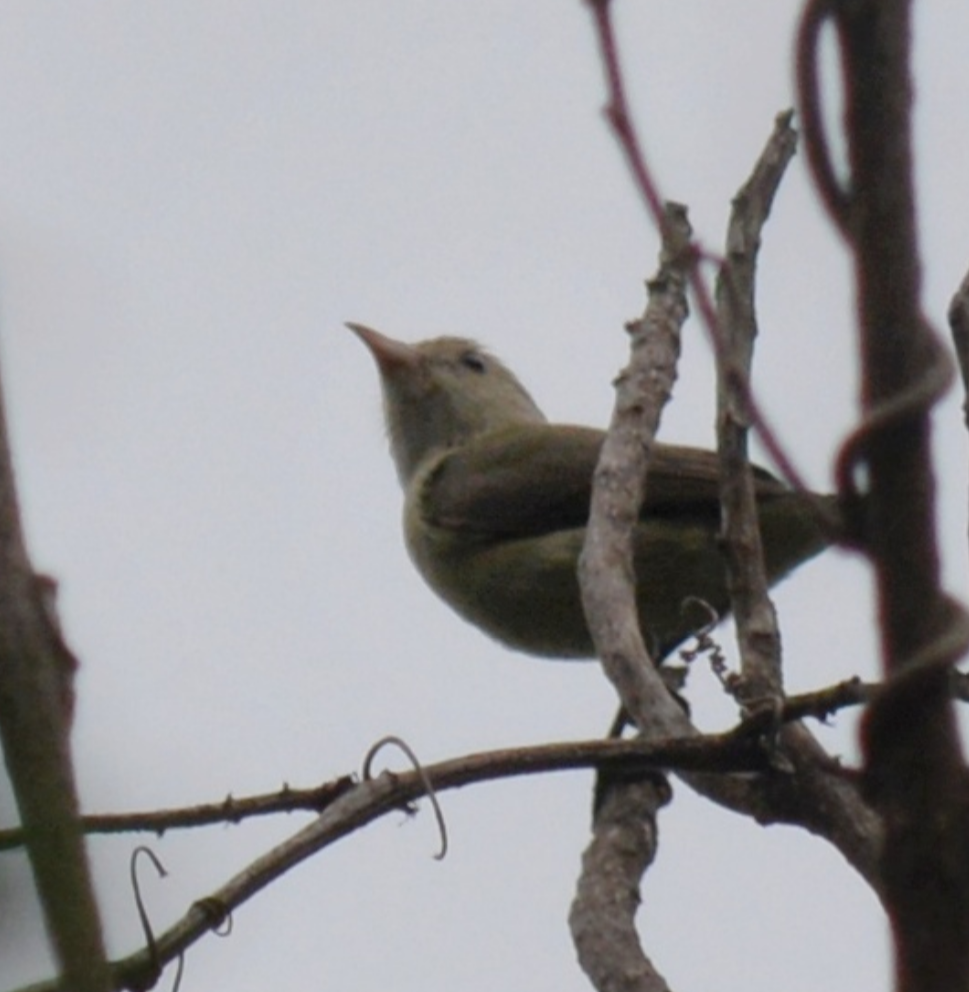 Pale-billed Flowerpecker - ML620630087