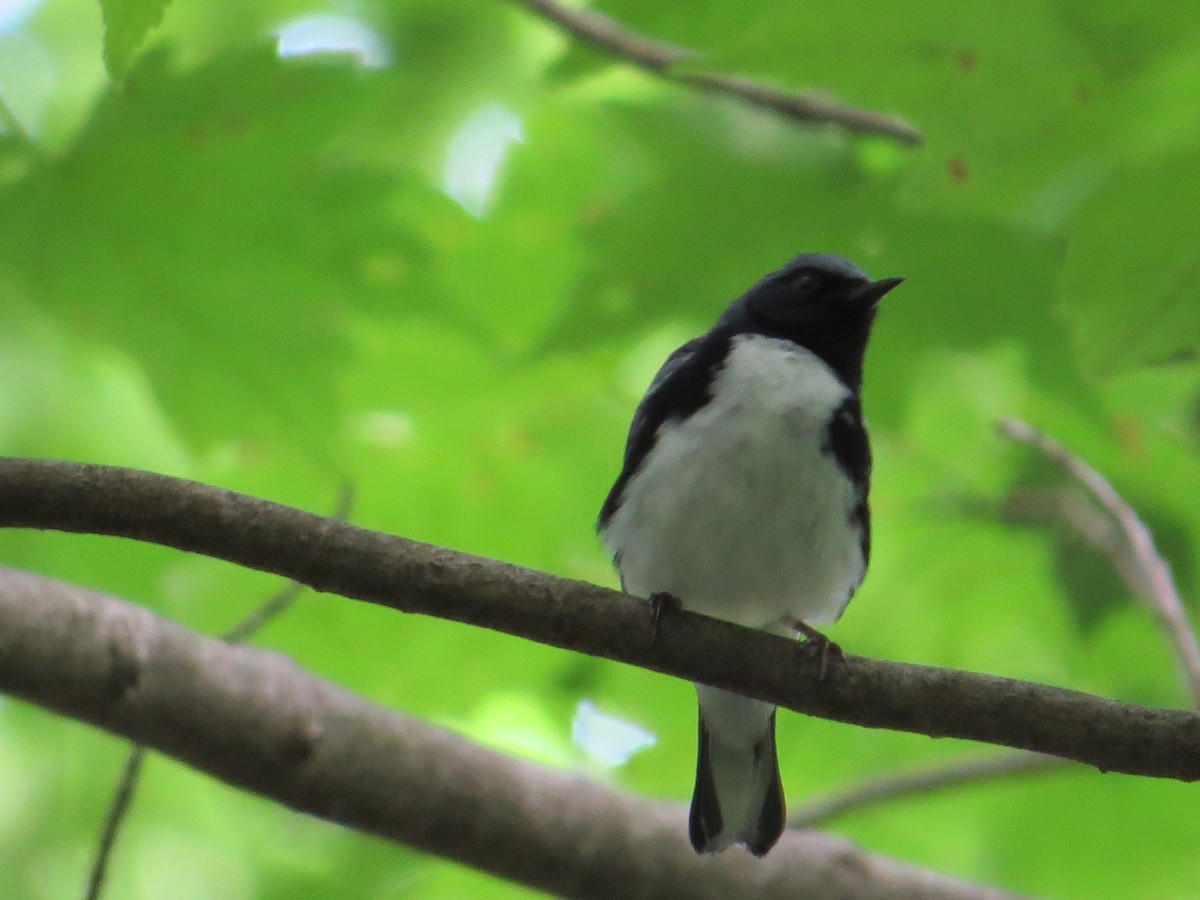 Black-throated Blue Warbler - ML620630089