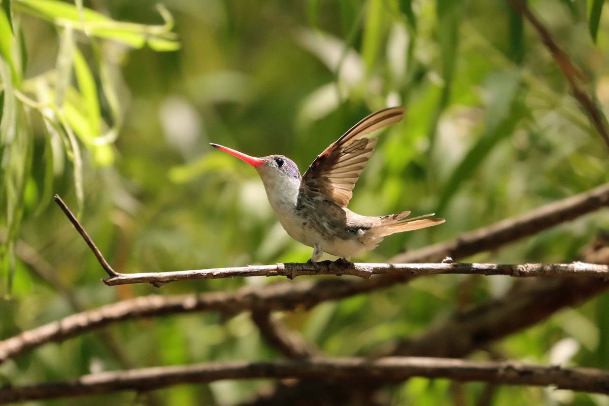 kolibřík fialovokorunkatý - ML620630090
