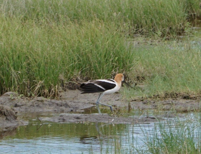 Avoceta Americana - ML620630091