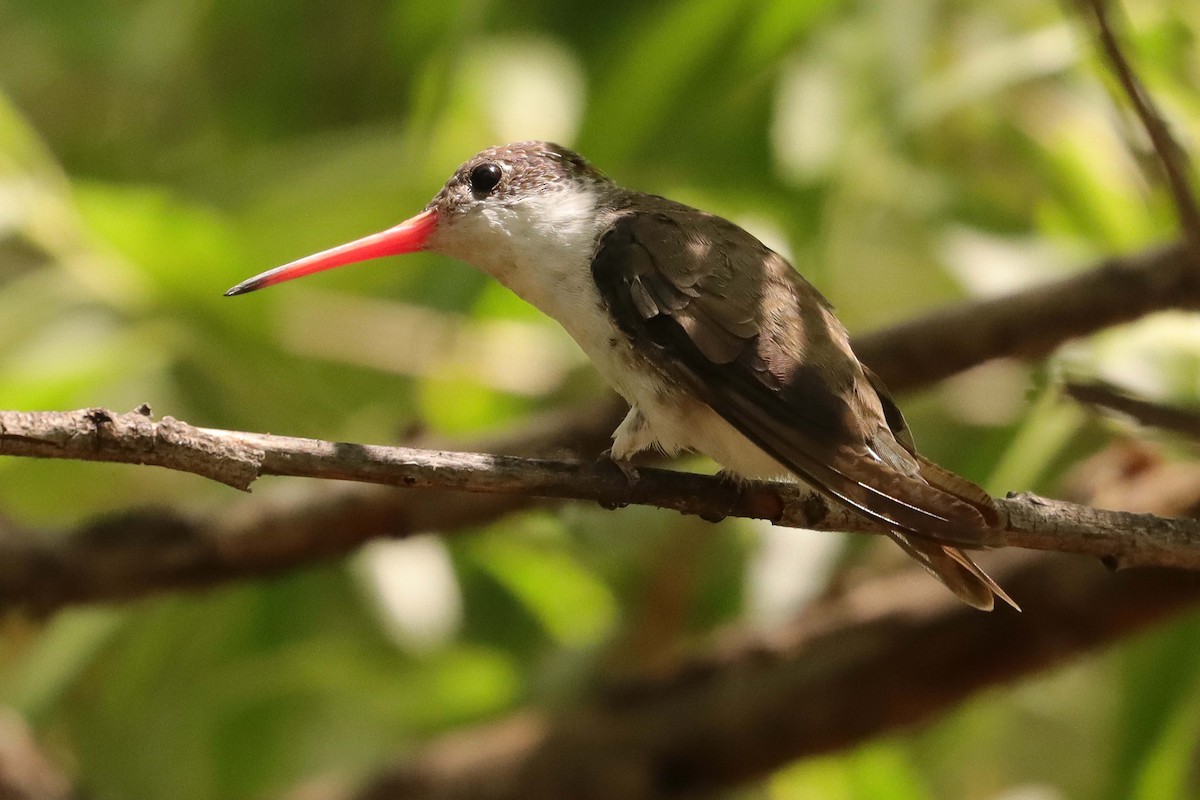 Violet-crowned Hummingbird - ML620630092