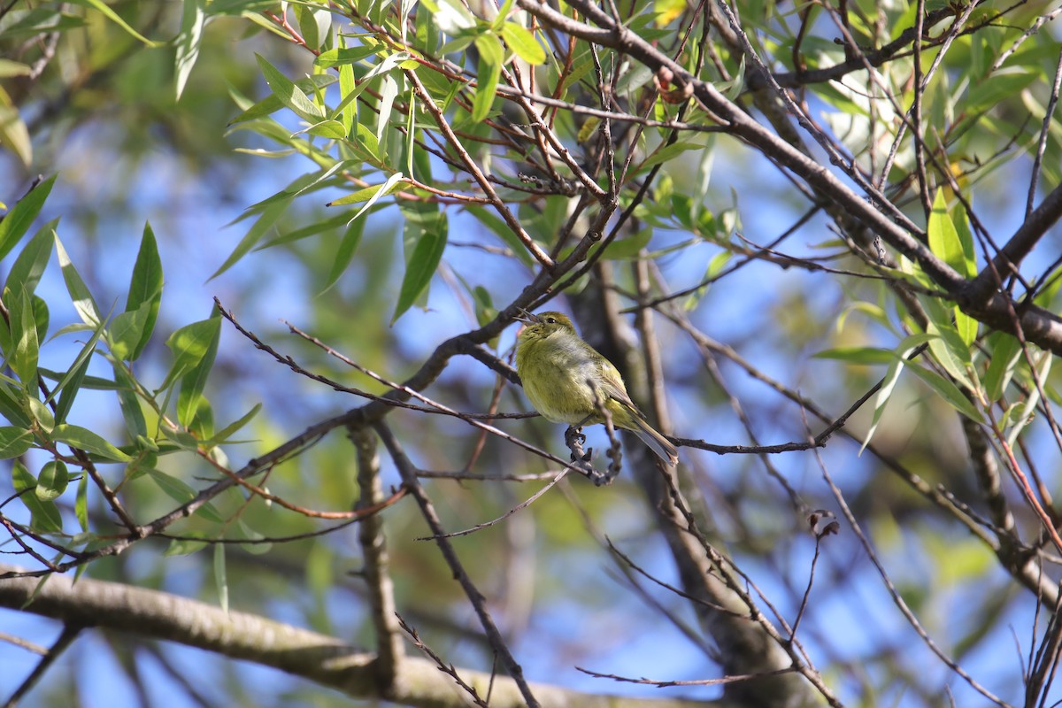 Orange-crowned Warbler - ML620630095