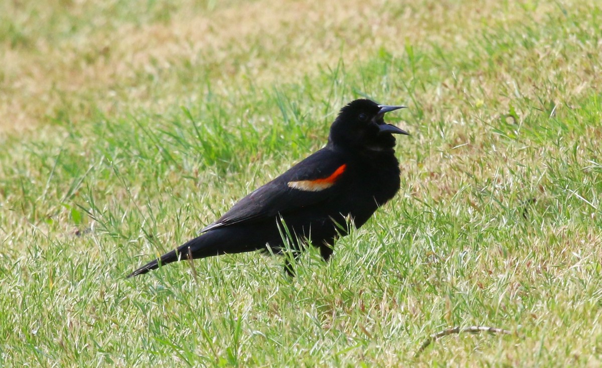 Red-winged Blackbird (Red-winged) - ML620630097