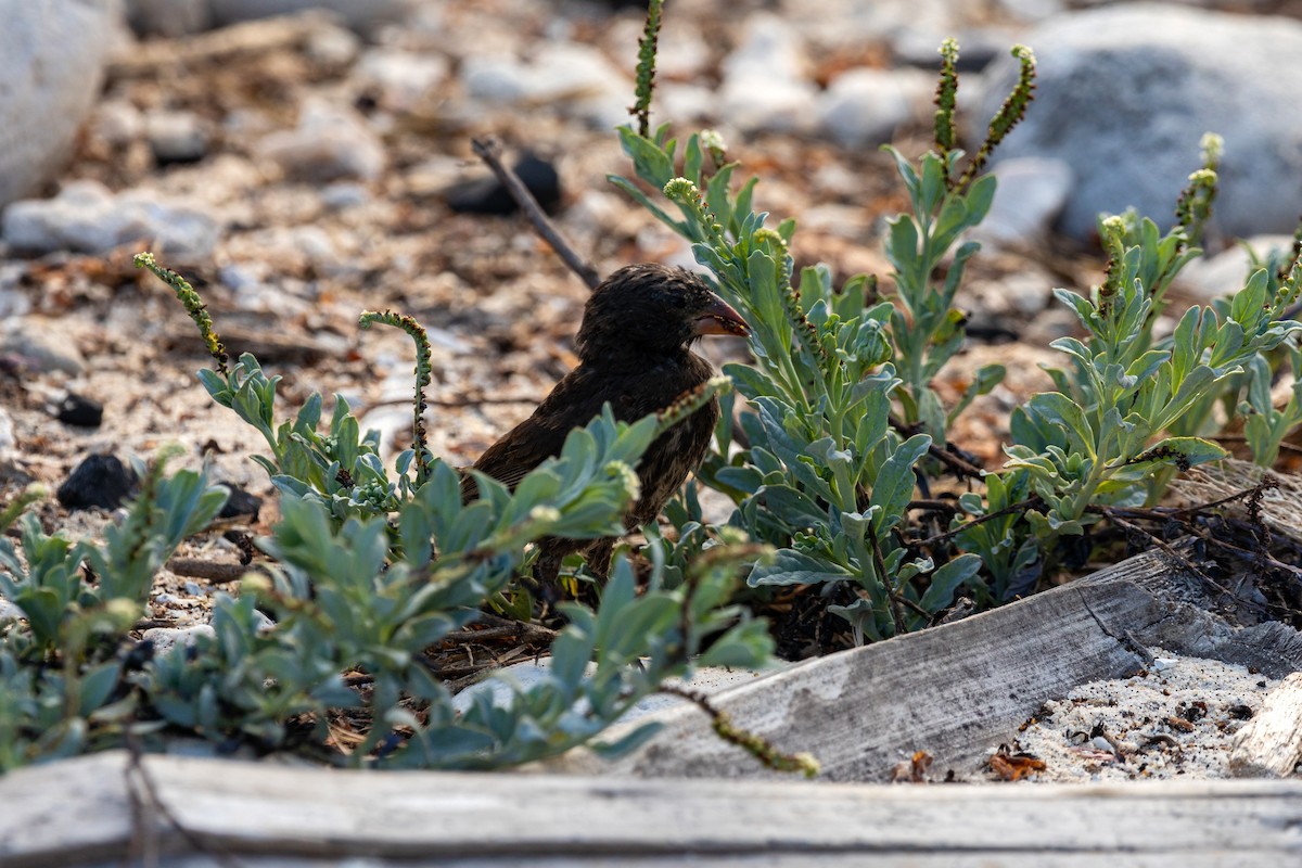 Genovesa Ground-Finch - ML620630102